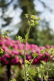 Image result for Liebstöckel