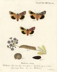 Attēlu rezultāti vaicājumam “Noctua fimbriata larva”