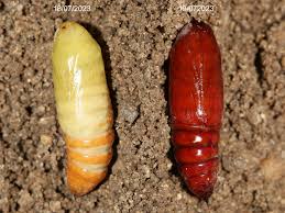 Attēlu rezultāti vaicājumam “Mamestra brassicae pupa”