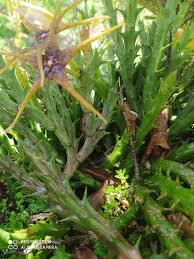 Attēlu rezultāti vaicājumam “Najas marina leaf”