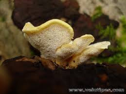 Attēlu rezultāti vaicājumam “Antrodiella serpula”