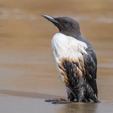 Image result for Uria aalge