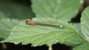 Attēlu rezultāti vaicājumam “Erythromma najas”