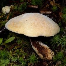 Attēlu rezultāti vaicājumam “Hypomyces chrysospermus”