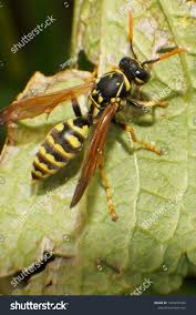 Attēlu rezultāti vaicājumam “Vespula rufa”