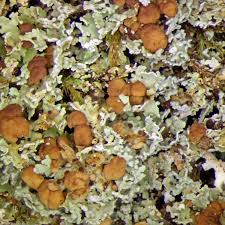 Attēlu rezultāti vaicājumam “Cladonia caespiticia”