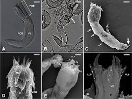 Attēlu rezultāti vaicājumam “Nematomorpha”