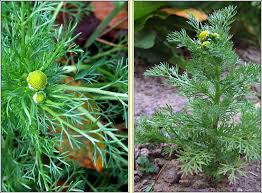 Attēlu rezultāti vaicājumam “Matricaria discoidea leaf”