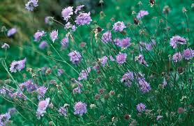 Image result for Scabiosa canescens