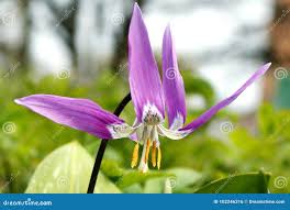 Attēlu rezultāti vaicājumam “Erythronium sibiricum”