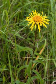 Attēlu rezultāti vaicājumam “Inula salicina flower”