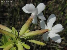 Attēlu rezultāti vaicājumam “Saponaria officinalis”