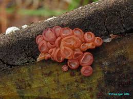 Attēlu rezultāti vaicājumam “Craterocolla cerasi”