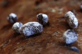 Attēlu rezultāti vaicājumam “Physarum bryomacrocarpum spores”