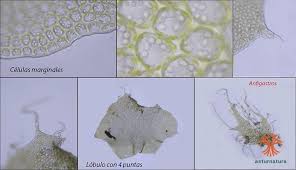 Attēlu rezultāti vaicājumam “Barbilophozia lycopodioides”