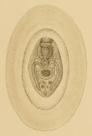 Attēlu rezultāti vaicājumam “Leucochloridium paradoxum larva”