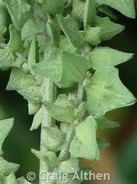 Attēlu rezultāti vaicājumam “Atriplex patula leaf”