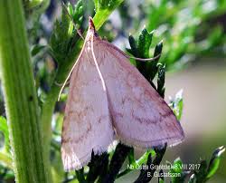 Attēlu rezultāti vaicājumam “Udea lutealis”