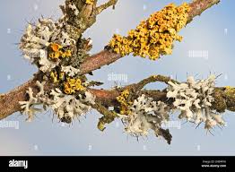 Attēlu rezultāti vaicājumam “Xanthoria polycarpa”