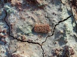 Attēlu rezultāti vaicājumam “Laccognathus panderi”