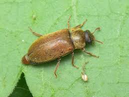 Attēlu rezultāti vaicājumam “Byturus ochraceus”