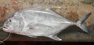 Image result for Caranx ignobilis