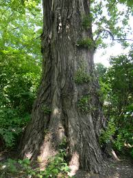 Attēlu rezultāti vaicājumam “Populus x petrowskyana”