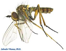 Attēlu rezultāti vaicājumam “Dolichopodidae”