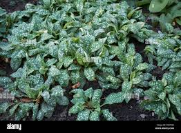 Attēlu rezultāti vaicājumam “Pulmonaria saccharata leaf”