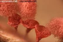 Attēlu rezultāti vaicājumam “Arcyria affinis young”