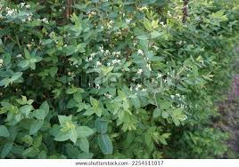 Attēlu rezultāti vaicājumam “Lonicera xylosteum flower”