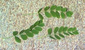 Attēlu rezultāti vaicājumam “Caragana arborescens leaf”