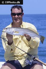 Image result for Cynoscion nebulosus