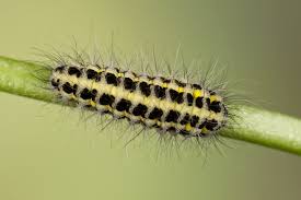Attēlu rezultāti vaicājumam “Zygaena lonicerae”