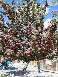 Attēlu rezultāti vaicājumam “Crataegus laevigata”