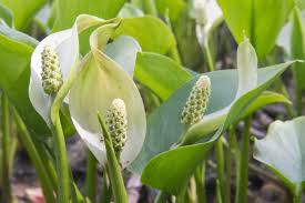 Attēlu rezultāti vaicājumam “Calla palustris flower”