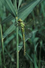 Attēlu rezultāti vaicājumam “Aeshna viridis”