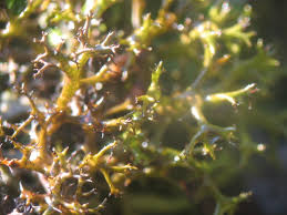 Attēlu rezultāti vaicājumam “Cetraria aculeata”