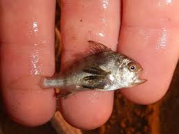 Image result for Pogonias cromis