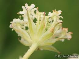 Attēlu rezultāti vaicājumam “Laserpitium pruthenicum”