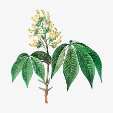 Attēlu rezultāti vaicājumam “Reynoutria sachalinensis flower”