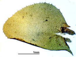 Attēlu rezultāti vaicājumam “Plagiochila porelloides”