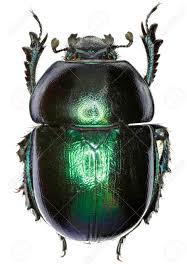 Attēlu rezultāti vaicājumam “Trypocopris vernalis”