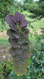 Attēlu rezultāti vaicājumam “Cotinus coggygria leaf”