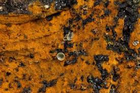 Attēlu rezultāti vaicājumam “Hyalorbilia inflatula”