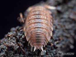 Attēlu rezultāti vaicājumam “Nardia geoscyphus”