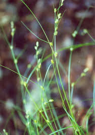 Attēlu rezultāti vaicājumam “Carex remota”