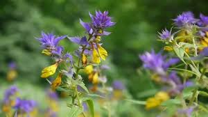 Attēlu rezultāti vaicājumam “Melampyrum nemorosum leaf”