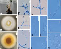 Attēlu rezultāti vaicājumam “Cordyceps stylophora”