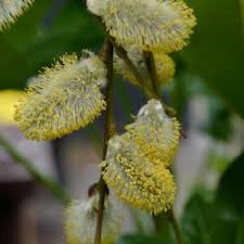 Attēlu rezultāti vaicājumam “Salix repens subsp. rosmarinifolia”